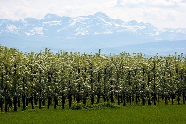 Blick auf den S�ntis