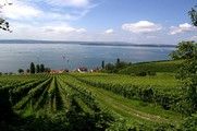 Weinbau am Bodensee