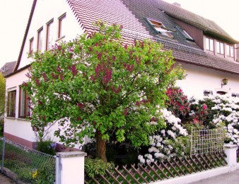 Haus Isele in Langenargen - Bild 9 - Ferienwohnung Bodensee